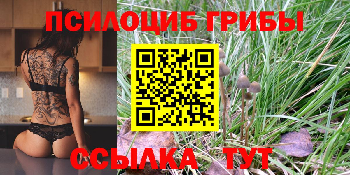 Псилоцибиновые грибы Psilocybine cubensis Черняховск
